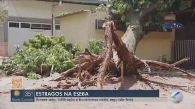 Chuva também causa estragos na Eseba em Uberlândia - Teve queda de árvore e infiltração na unidade escolar.