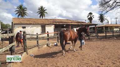 Giro Nordeste: benefícios dos haras para donos de animais - Giro Nordeste: benefícios dos haras para donos de animais