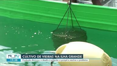 Angra dos Reis registra diminuição na produção de vieiras - Desafio é entender os motivos da baixa e resolver o problema. Molusco é considerado uma iguaria.