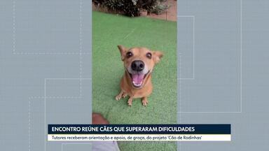 Encontro reúne cães que superaram dificuldades - Tutores receberam orientação e apoio, de graça, do projeto 'Cão de Rodinhas'.