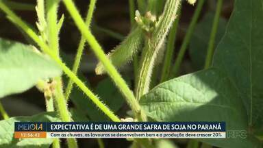 Produtores do Paraná estão com expectativa de uma grande safra de soja - Com as chuvas, as lavouras se desenvolvem bem e a produção deve crescer 20%.