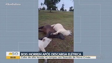 Bois morrem após descarga elétrica em fazenda - Moradores temem aparecimento de animais peçonhentos por causa do mato alto.