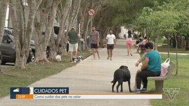 Especialistas alertam sobre cuidados especiais com os pets durante o calor - Além da hidratação, é importante se atentar com a temperatura ambiente.