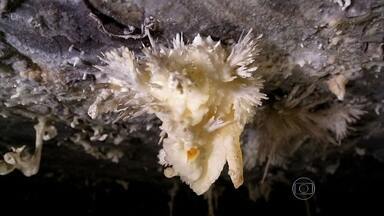 Caverna da Torrinha tem vulcões de pedra que formam Salão dos Cristais - Pequenos vulcões de pedra surgiram em uma lagoa que secou e levaram séculos para se formar. Flor de Aragonita é uma das joias mais raras.