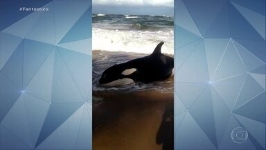 Orca encalhada na Região Metropolitana de Salvador é sacrificada por veterinários - Os veterinários queriam transferi-la para uma piscina, mas não conseguiram por causa do local de encalhe e pela subida da maré. Extremamente debilitada após um dia inteiro, o animal não teve condições de seguir para o mar aberto.