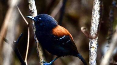 Fotógrafa faz registro raro de pássaro que ficou desaparecido por quase 150 anos - O formigueiro-de cabeça-negra é uma exclusividade de Paraty. Região é considerada uma das melhores do mundo para observar pássaros: mais de 500 espécies vivem lá.