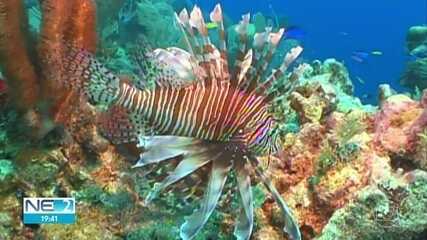 Pesquisadores explicam a origem do Peixe-Leão em Noronha