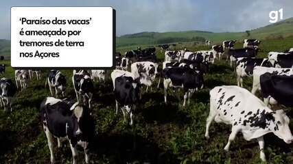 ‘Paraíso das vacas’ é ameaçado por tremores de terra nos Açores