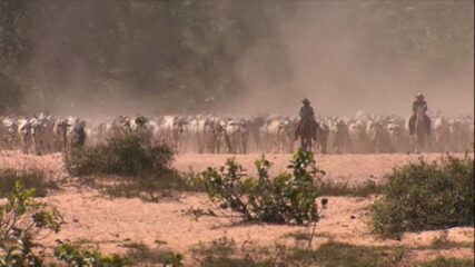 Episódio 1 - Por dentro do Pantanal: Globo Rural acompanha uma comitiva de boiadeiros em Mato Grosso do Sul