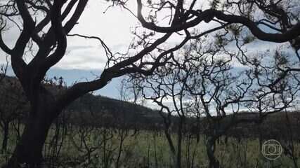 Cerrado brasileiro perde mais de 20% da vegetação nativa que tinha na década de 1980