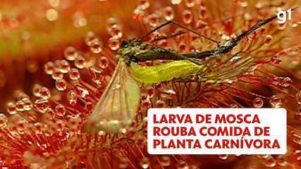 A larva de mosca que consegue roubar a comida de planta carnívora