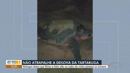 Biólogos do ES dizem que filmar e falar alto atrapalha desova da tartaruga