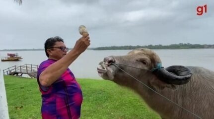 Búfalo 'Alemão' é criado como animal de estimação no Marajó e toma até sorvete