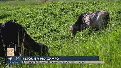 Parceria em Uberaba testa a eficácia de adubos para o capim