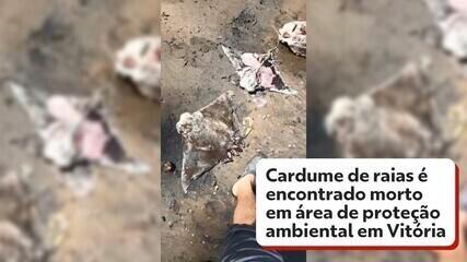 Cardume de raias é encontrado morto em área de preservação ambiental em Vitória