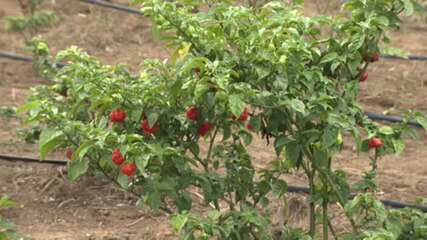 Pimenta mais ardida do mundo é produzida no Espírito Santo