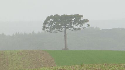 El Niño à vista