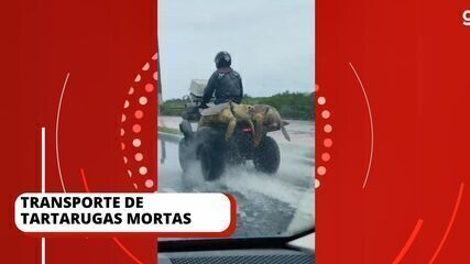 Transporte de tartarugas mortas