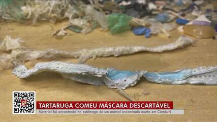 Restos de máscara são encontrados pela primeira vez dentro de estômago de tartaruga no ES