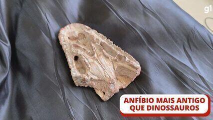 Anfíbio mais antigo que os dinossauros é encontrado no RS