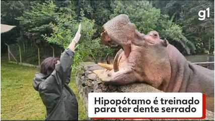 Hipopótamo é treinado para abrir a boca e ter dentes cuidados no zoológico de Curitiba