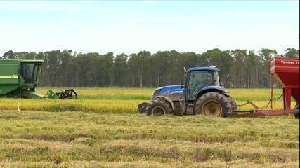 Colheita de arroz atrasa no RS por impactos no clima