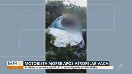 Motorista morre após atropelar vaca na Bahia