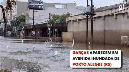 Garças aparecem em avenida de Porto Alegre em meio à enchente