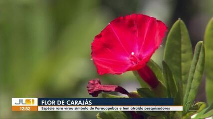 Espécie rara de Flor de Carajás vira símbolo de Parauapebas e atrai pesquisadores a região