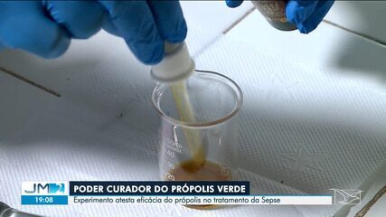 Estudo revela poder medicinal do extrato de própolis verde no tratamento da sepse