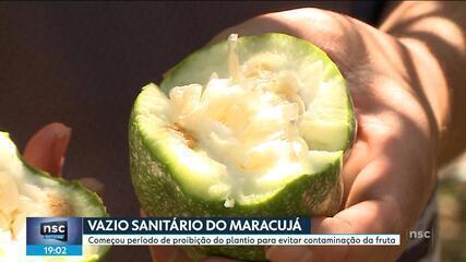 Período de proibição de plantio do maracujá começa em SC