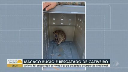 Macaco bugio é resgatado de cativeiro na Bahia