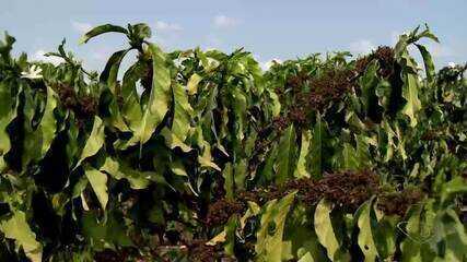 Produtores do Incaper estudam como novas pragas e insetos podem afetar lavouras de café