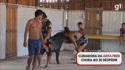 Cuidadora da anta Fred em Mazagão chora ao se despedir