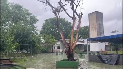 Raio atinge árvore em escola do DF.