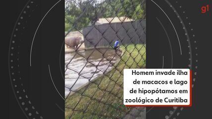 Homem invade ilha de macacos e lago de hipopótamos em zoológico de Curitiba