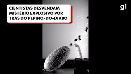 Cientistas desvendam mistério explosivo por trás do Pepino-do-diabo