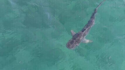 Pesquisadores registram tubarões-tigre com drone em Fernando de Noronha