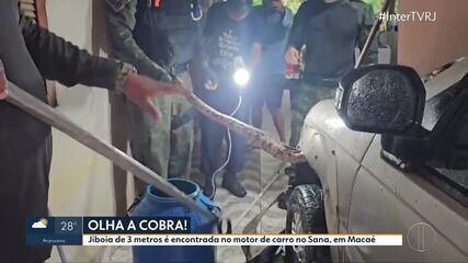 Cobra é encontrada em motor de carro