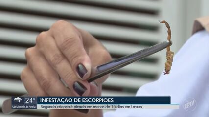 Infestação de escorpiões preocupa moradores de Lavras