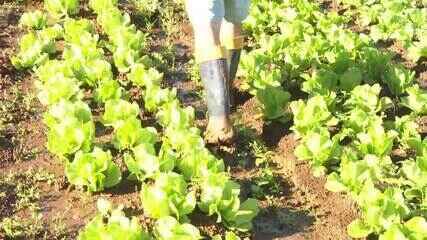 Produtores de hortaliças enfrentam prejuízos depois de chuvas intensas no Paraná