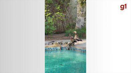 Família de aves silvestres surpreende moradores ao 'nadar' em piscina em Olímpia