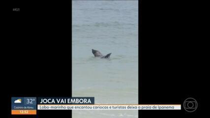 Lobo-marinho Joca deixa a Praia de Ipanema