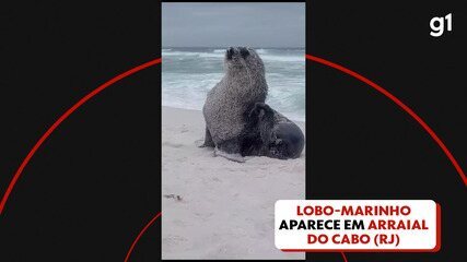 Lobo-marinho aparece em Arraial do Cabo