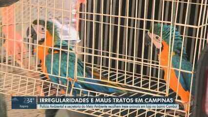 Polícia Ambiental apreende 13 animais exóticos em pet shop especializado em Campinas