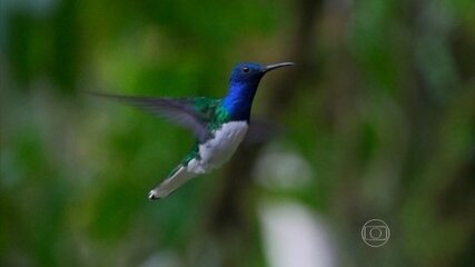 Show de imagens mostra o paraíso dos beija-flores no Equador