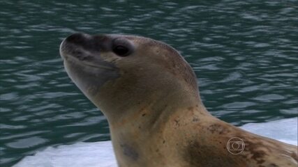 Predador da Antártica, foca-leopardo pode ser encontrada na Patagônia