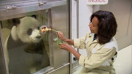 Glória Maria cuida de panda gigante durante um dia em parque