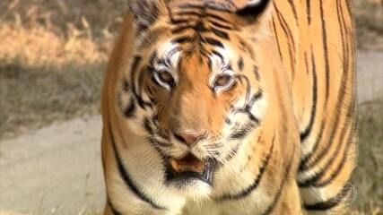 Globo Repórter fica diante do tigre-de-bengala, o rei das florestas asiáticas