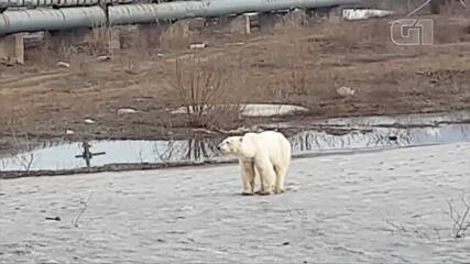 Cansado e com fome, urso polar vagueia em cidade siberiana